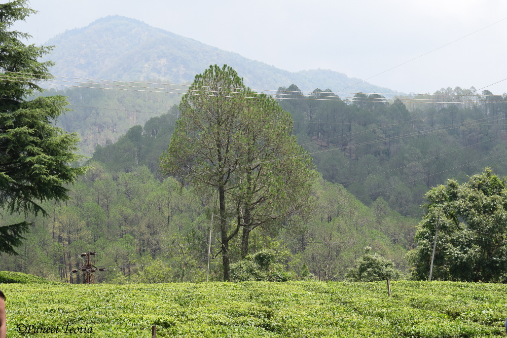 Tea Plantation