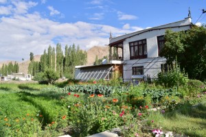 Vegetable Garden