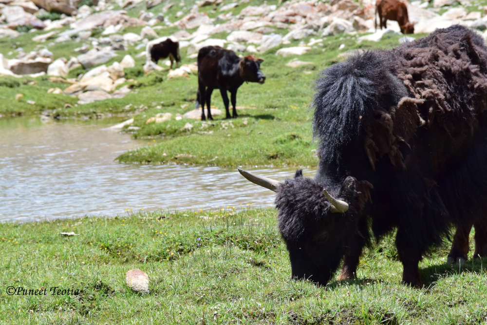 Herd of Yaks