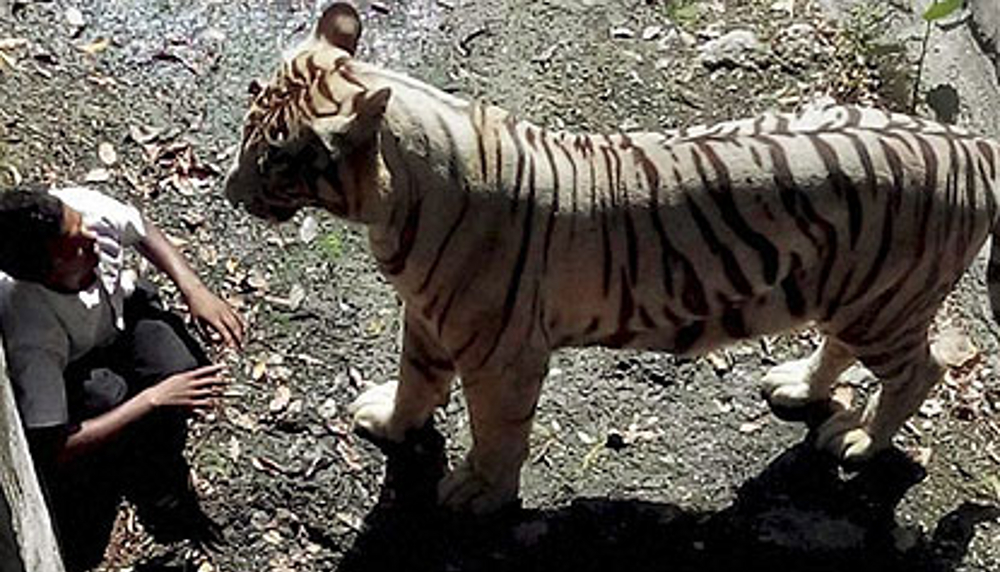 Death in New Delhi Zoo. Who’s responsible – Tiger or Human?