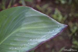 The dew, “Tis of the tears which stars weep, sweet with joy. - Philip James Bailey       