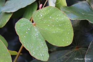Man’s life is like a drop of dew on a leaf. - Socrates       