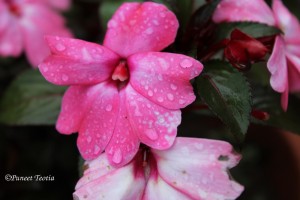 Every dew-drop and rain-drop had a whole heaven within it. - Henry Wadsworth Longfellow        