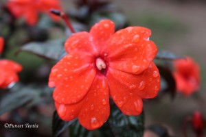 Nothing can beat the smell of dew and flowers and the odor that comes out of the earth when the sun goes down. - Ethel Waters       