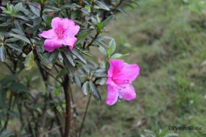 Or stars of morning, dew-drops which the sun Impearls on every leaf and every flower. - John Milton       
