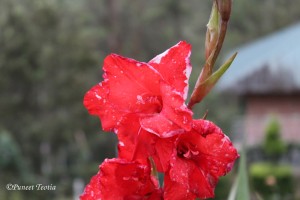 The Dewdrop slips into the shining sea!  - Sir Edwin Arnold       