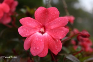 And every dewdrop paints a bow. - Lord Alfred Tennyson       