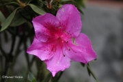 Human life is as evanescent as the morning dew or a flash of lightning. - Samuel Butler       